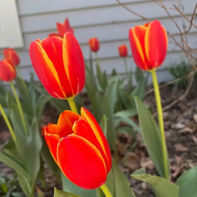 Flower subscription