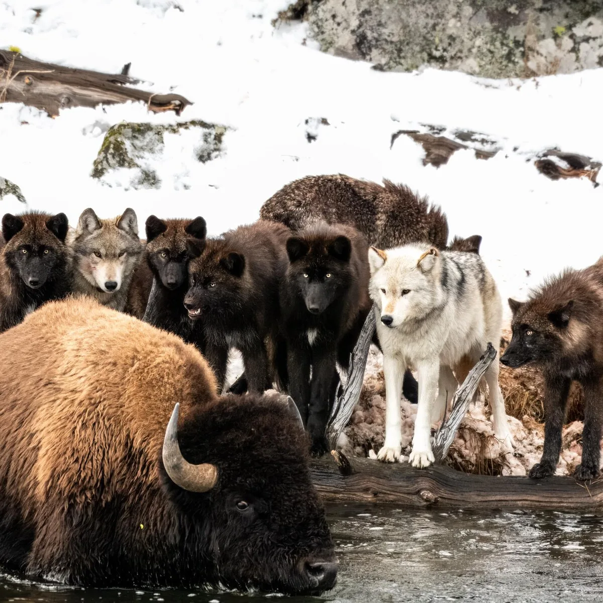 Wapiti Lake Pack vs. Bison