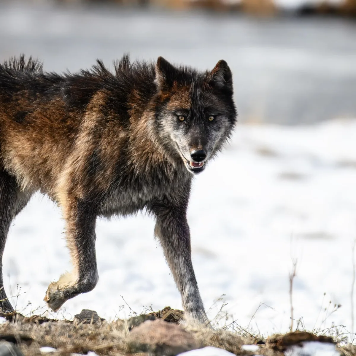 Wolf 1267 of Yellowstone