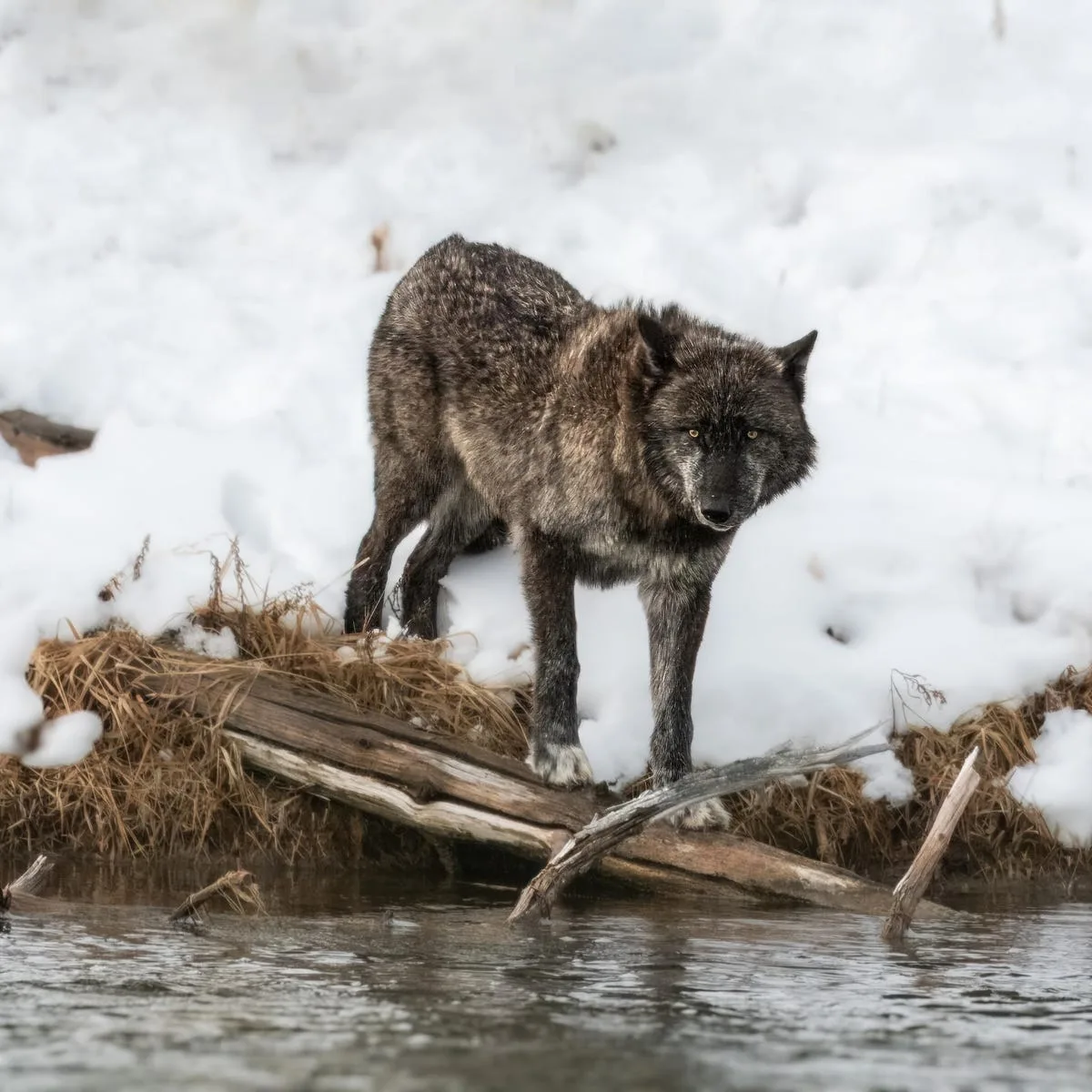 Wolf 1270