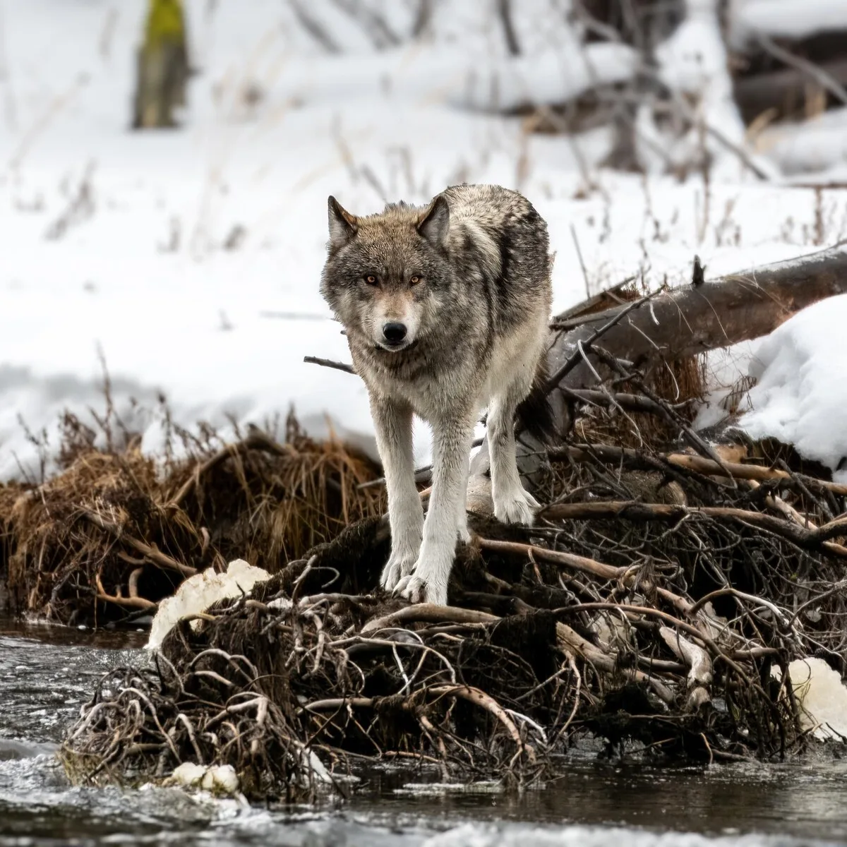 Wolf 1330 of Yellowstone