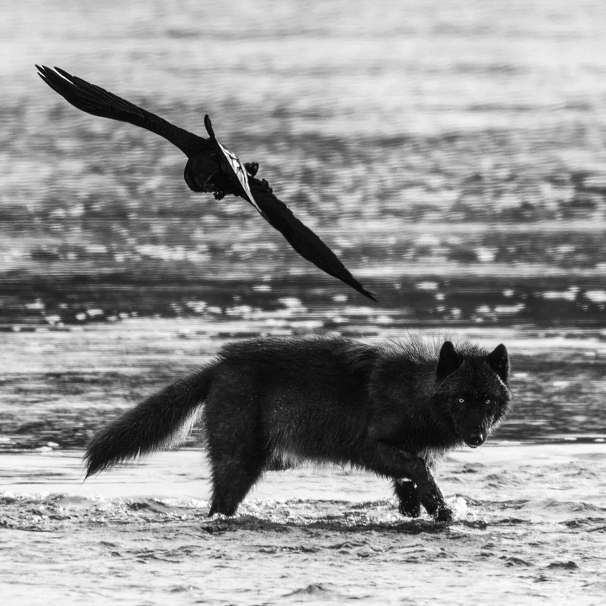 Wolf and Raven in Yellowstone