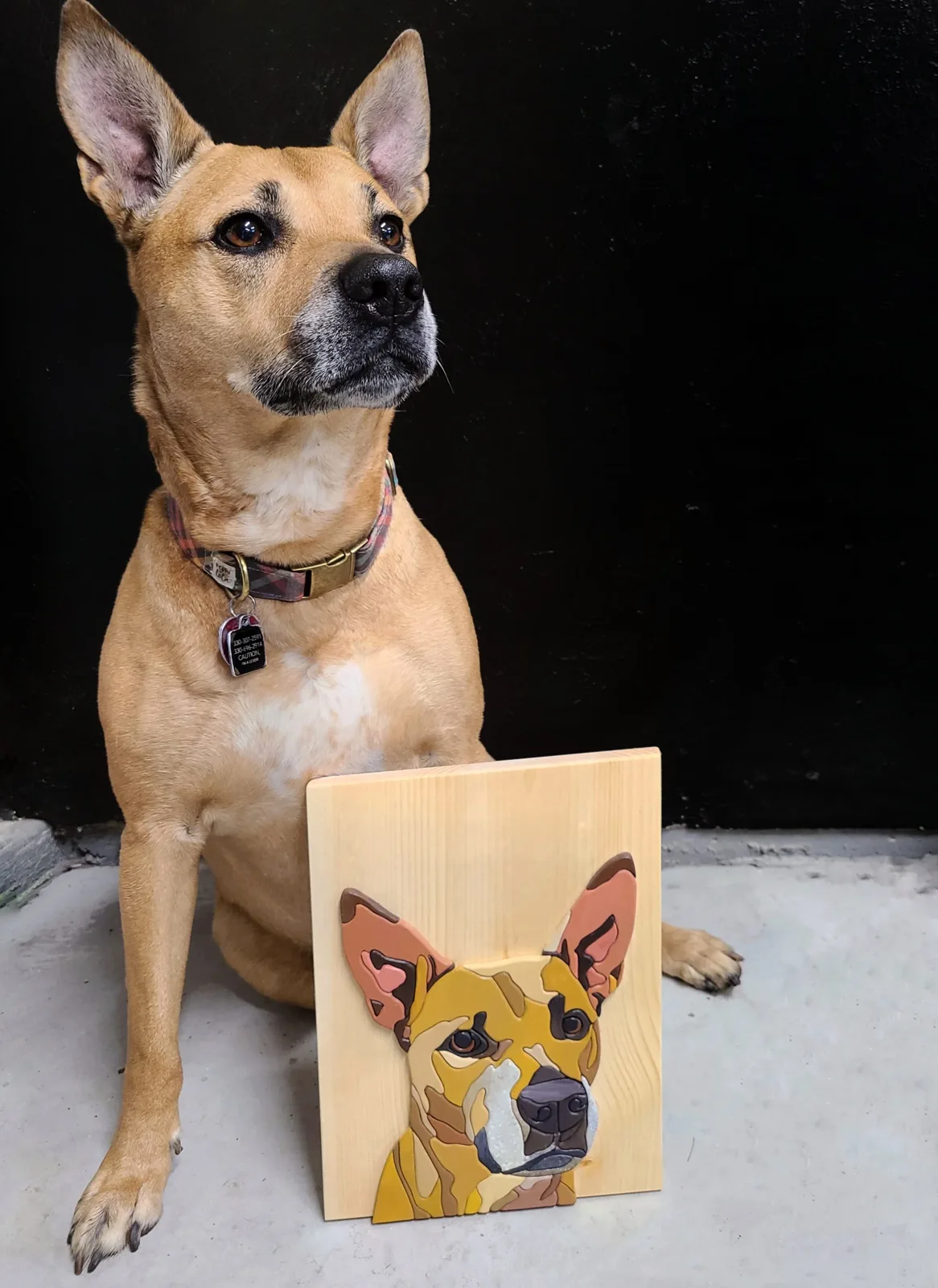 Pet Portrait