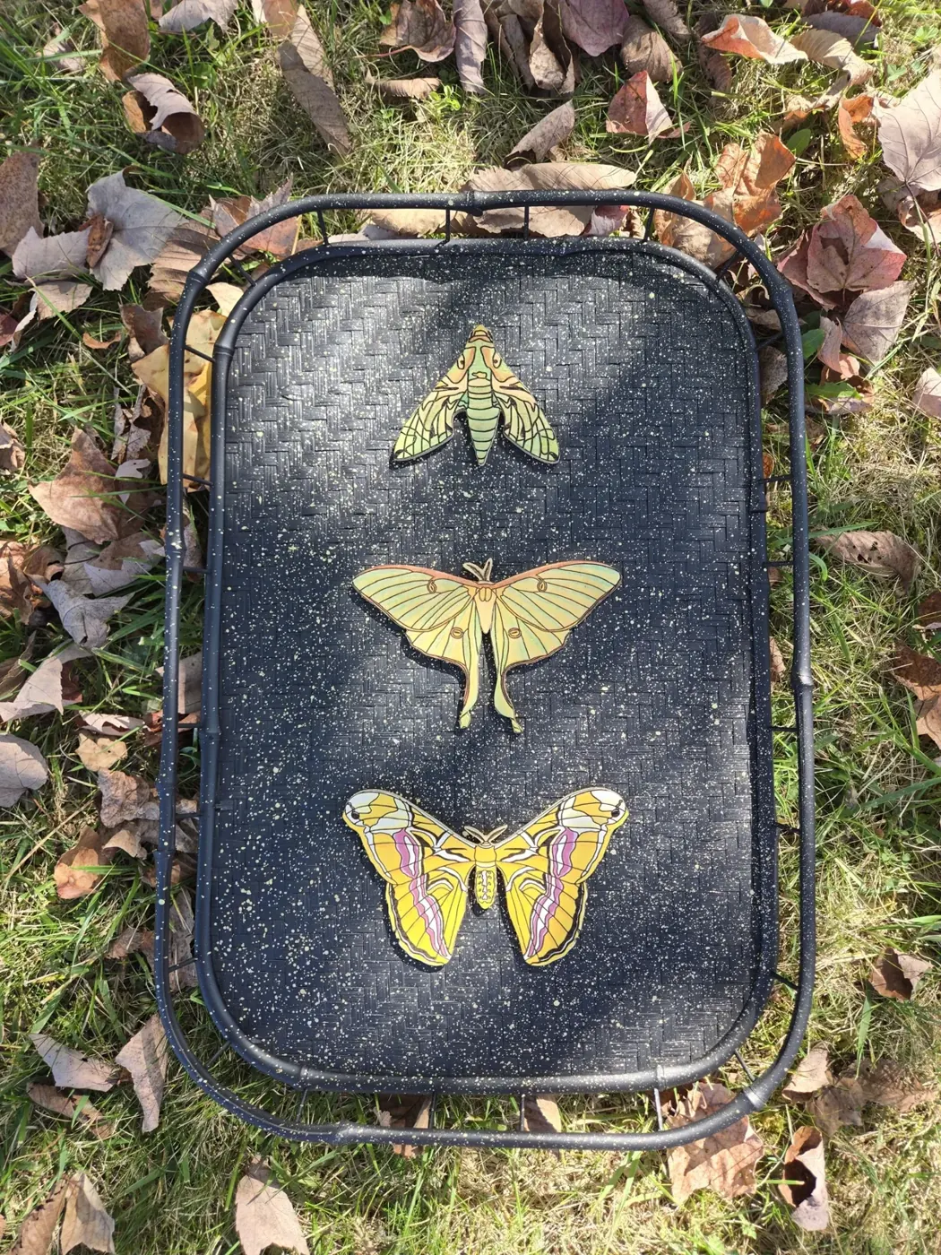 Trio of Moths