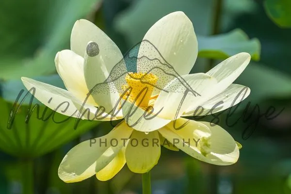 Golden Lotus