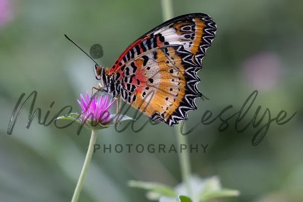 Lacewing Serenade