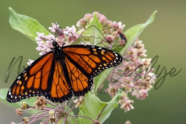 Monarch Bliss on Milkweed