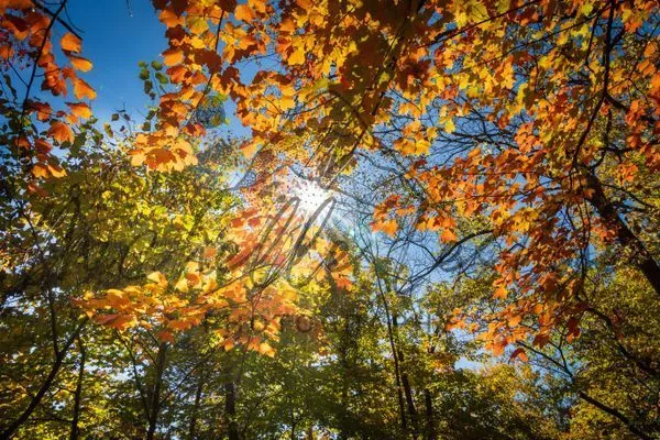 Sunburst Through the Canopy