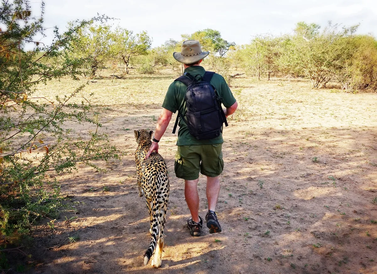 Steven walking with a cheetah on assignment in South Africa
